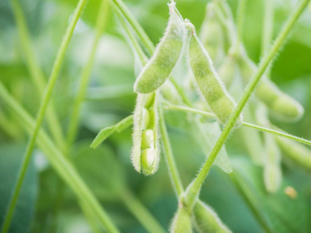 Cadastro da área plantada de soja é uma importante ferramenta para colaborar com qualidade na produção e produtividade