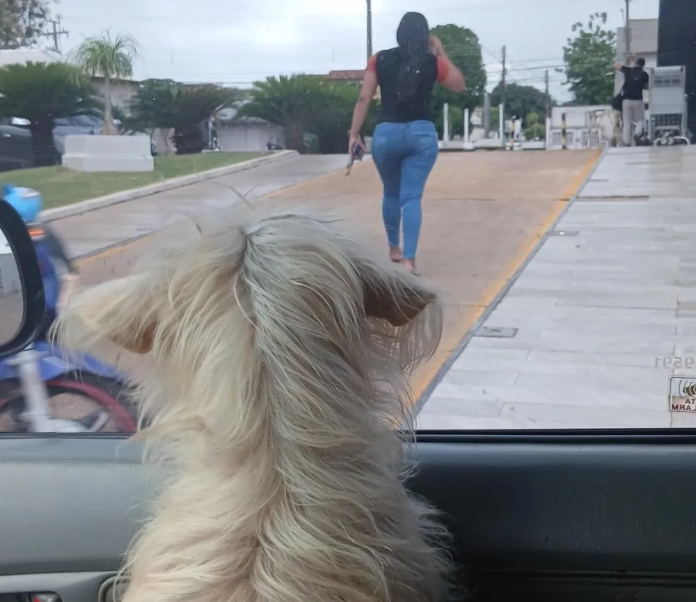 Imagem ilustrativa. O animal da foto não está em situação de abandono. Trata-se de Lucky e sua tutora, Hyslanne, no momento em que ela sai para o trabalho. Foto: Redação Notícia Tocantins
