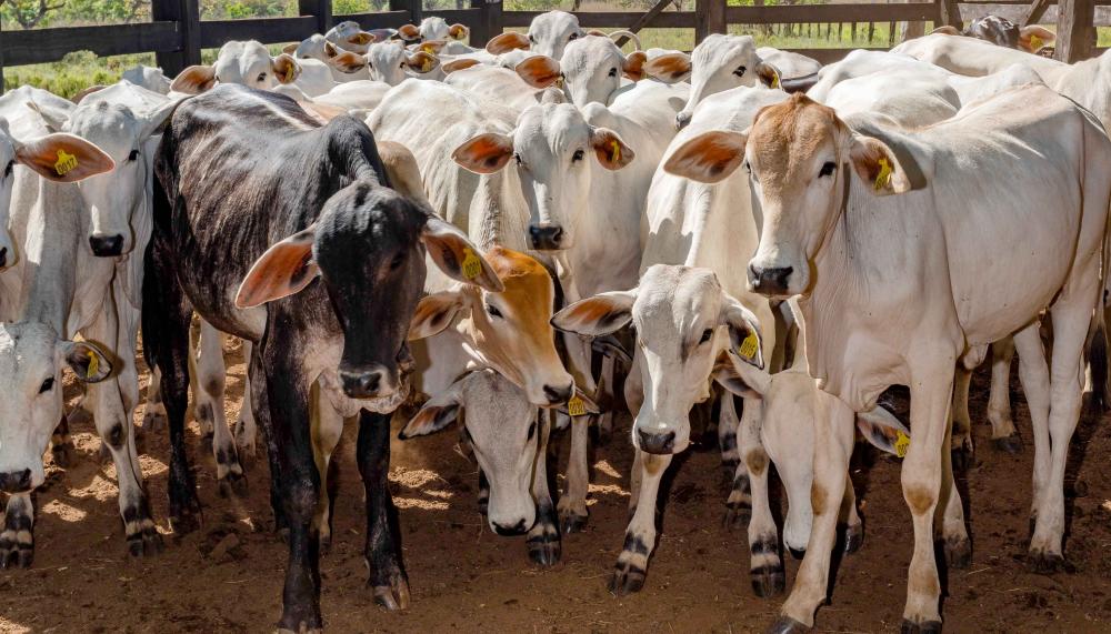 Prevenção e o controle da brucelose visa a manutenção da saúde animal e humana