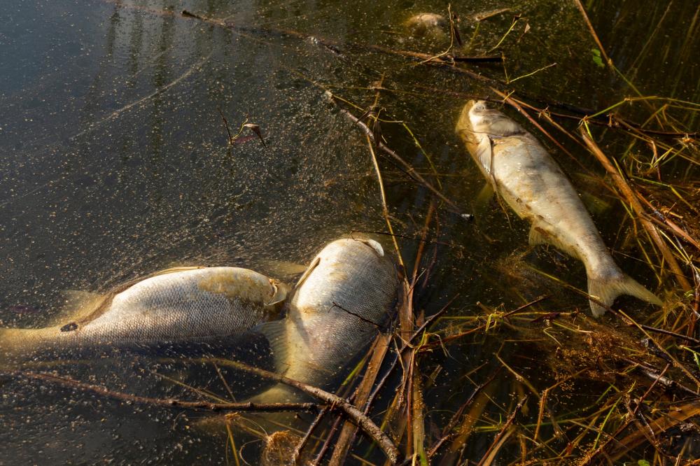A BRK Ambiental foi condenada por crime ambiental em ação penal proposta pelo MPTO por poluir, em 2017, o Ribeirão Taquaruçu. 