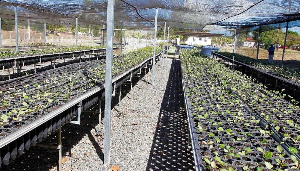  polo do CRAD em Palmas coloca em operação a capacidade total de produção de 100 mil mudas/ano