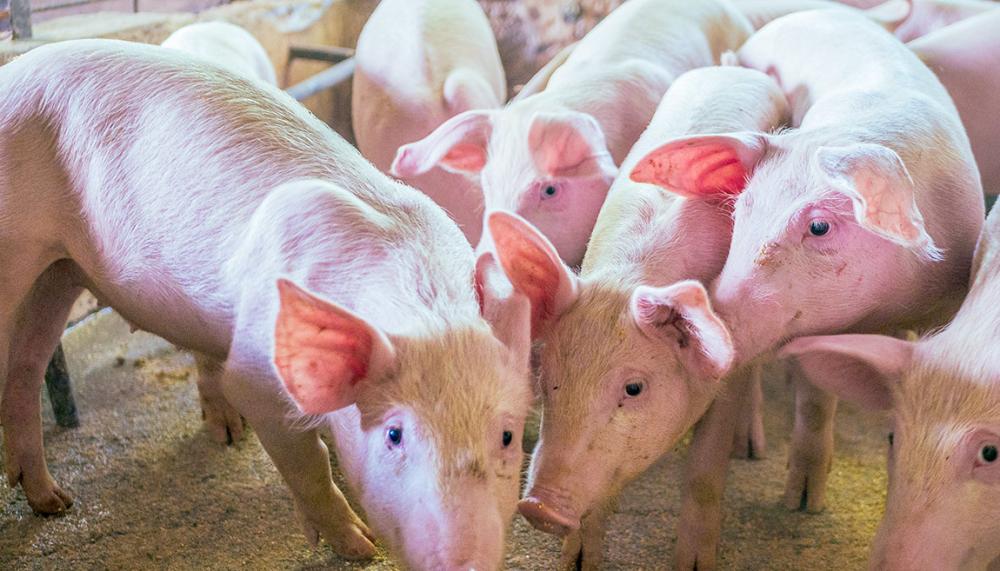 Adapec avança e passa a disponibilizar na versão eletrônica intraestadual a guia de trânsito para suínos