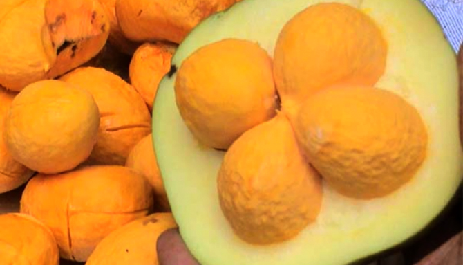 Durante a época dos pequis, a equipe da APA coleta e entrega os frutos às comunidades -