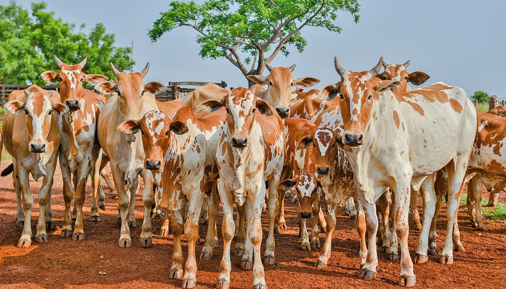 Serão envolvidos no estudo 1.171 animais, de 53 propriedades rurais em 40 municípios Tocantinenses