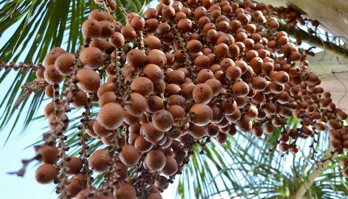 Governo do Tocantins incentiva a produção agroextrativista sustentável dos diversos frutos do Cerrado
