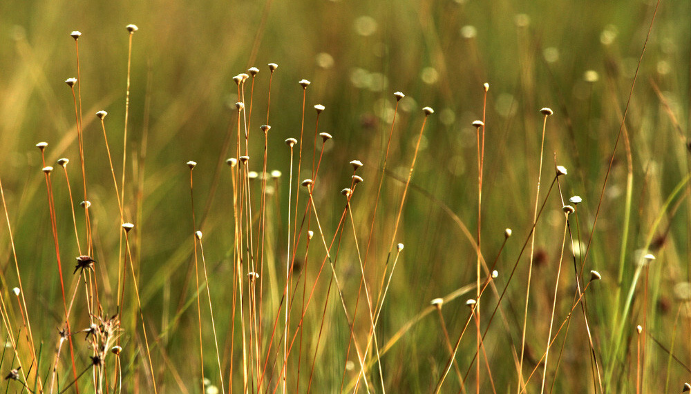 Exigência do documento é a forma legal do Naturatins assegurar a preservação dos campos de capim-dourado e buriti.