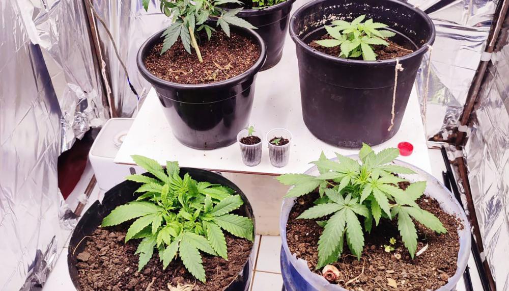Dentro do quarto principal da casa, havia uma estufa grande com vários pés de maconha sendo cultivados, bem como várias mudas pequenas.
