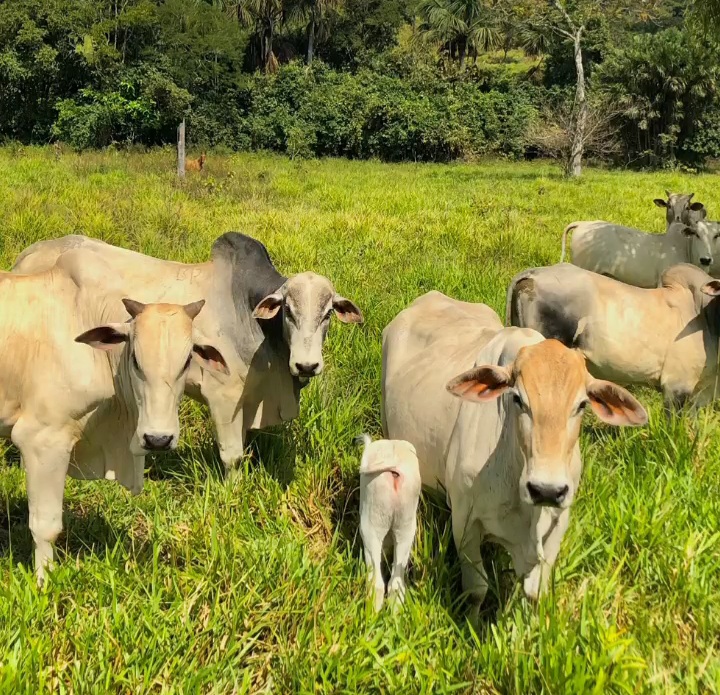 Todas as espécies de animais da propriedade devem ser declaradas, Foto: Monaliza, Faz Bacabinha no Município de Itapiratins.