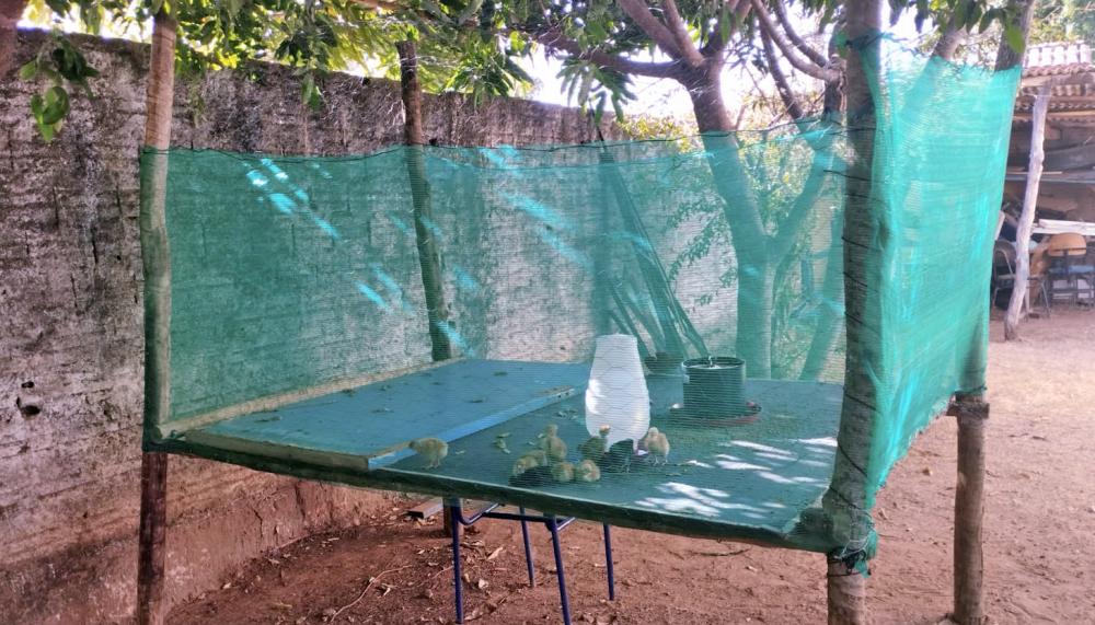 Criação de aves em galinheiros suspensos, com uso de pequenas áreas de terra foi uma das aprendizagens do projeto.