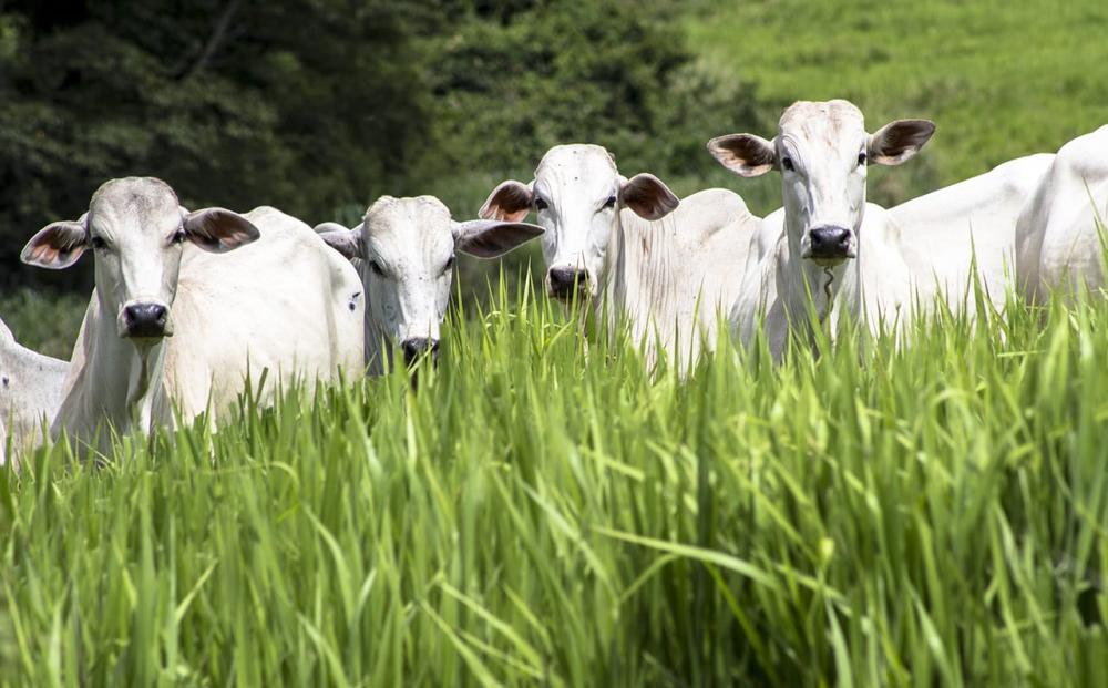 Agro Sustentável.