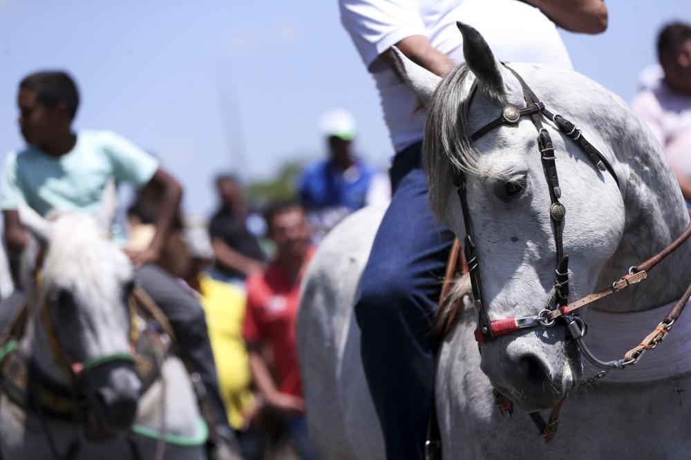 MPTO expede recomendação para evitar maus-tratos a animais 