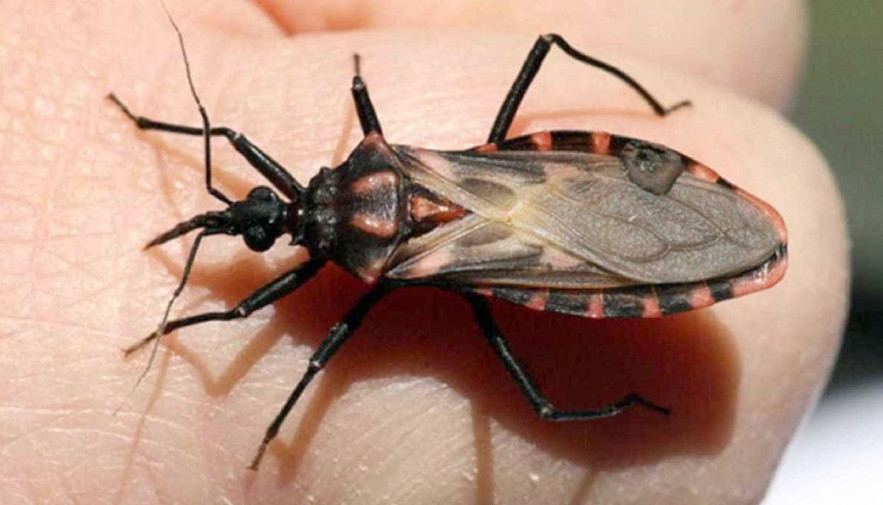 A SES-TO aproveita para reforçar a conscientização sobre a doença, sintomas e sinais de alerta