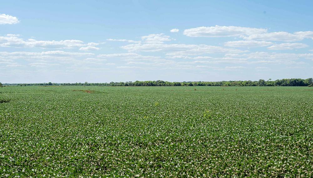 Plantio de soja nas várzeas tropicais é autorizado pelo Ministério da Agricultura e Pecuária
