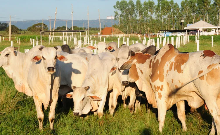 Rebanho bovino tocantinense chega a aproximadamente 11,3 milhões de cabeças