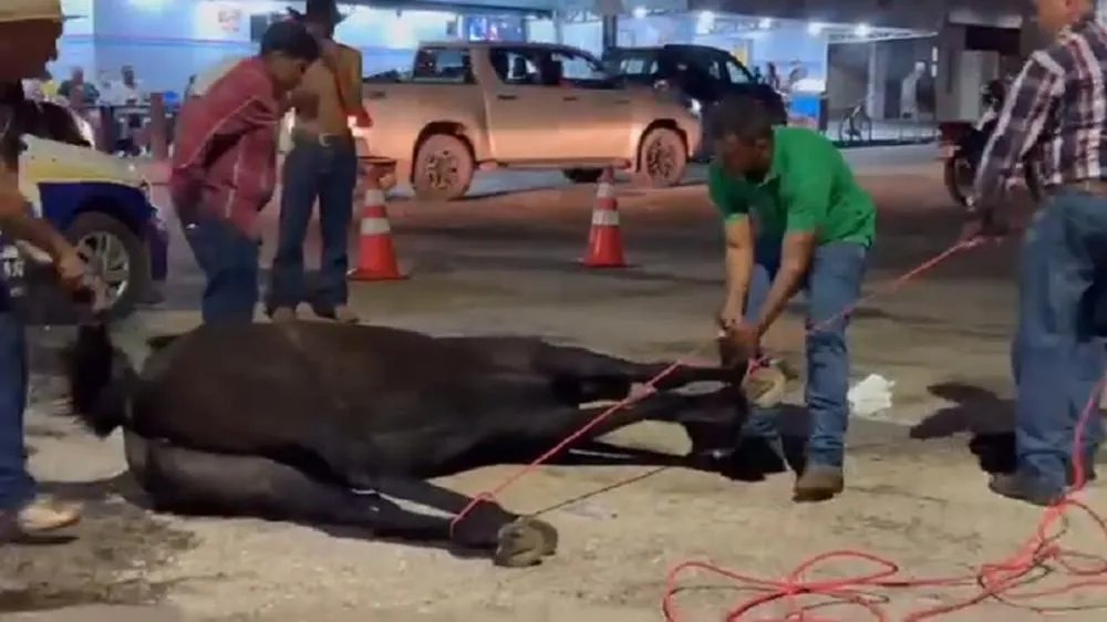 Vídeo veiculado nas redes sociais mostra a égua morta no chão.