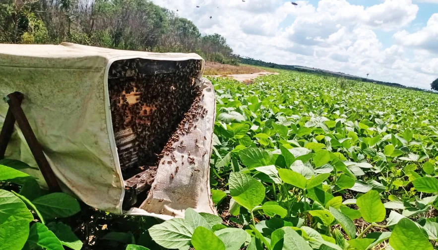 O uso da tecnologia na lavoura pode aumentar em média 12% na produção de soja.