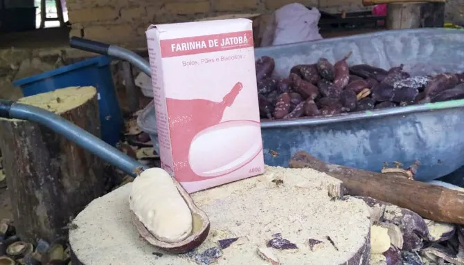 Farinha de jatobá é um dos produtos oriundos da região do Jalapão.