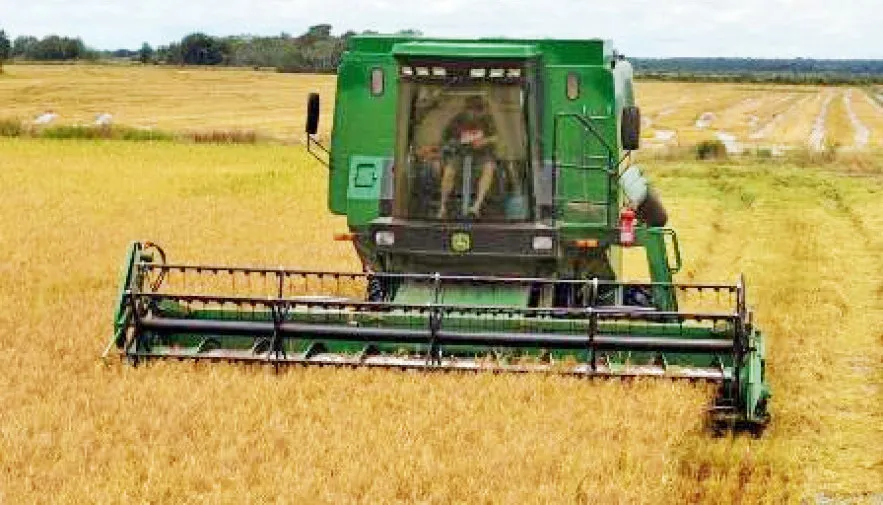 O município de Lagoa da Confusão é o principal produtor de arroz do Tocantins
