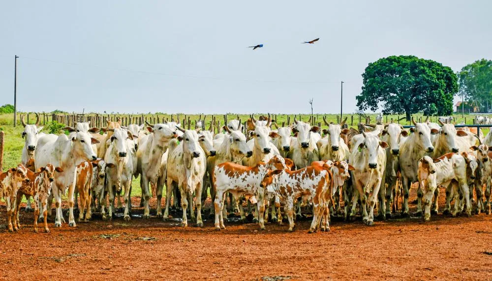 Todos os animais da propriedade deverão ser declarados