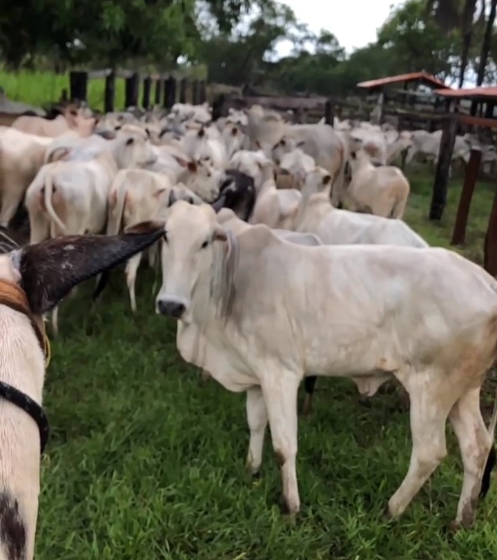 Bezerras de três a oito meses devem ser vacinadas contra a brucelose - Foto: Monaliza.
