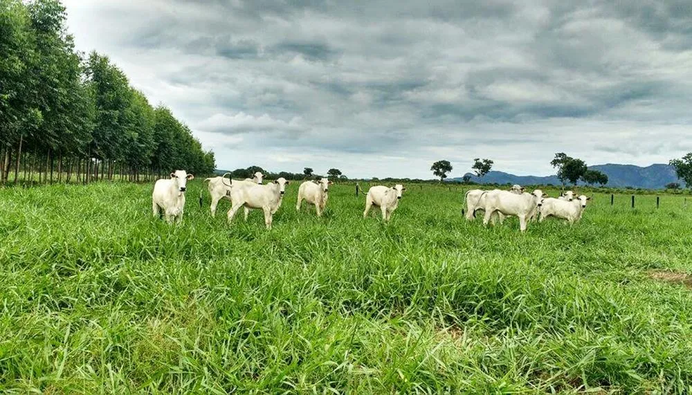 Expedição visitará quatro propriedades e um frigorífico, previamente selecionados pela Seagro, que se destacam em manejo produtivo e gestão.
