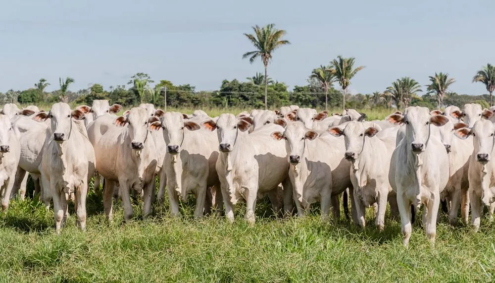 Rebanho de bovídeos do Tocantins chegou a 11,5 milhões de animais