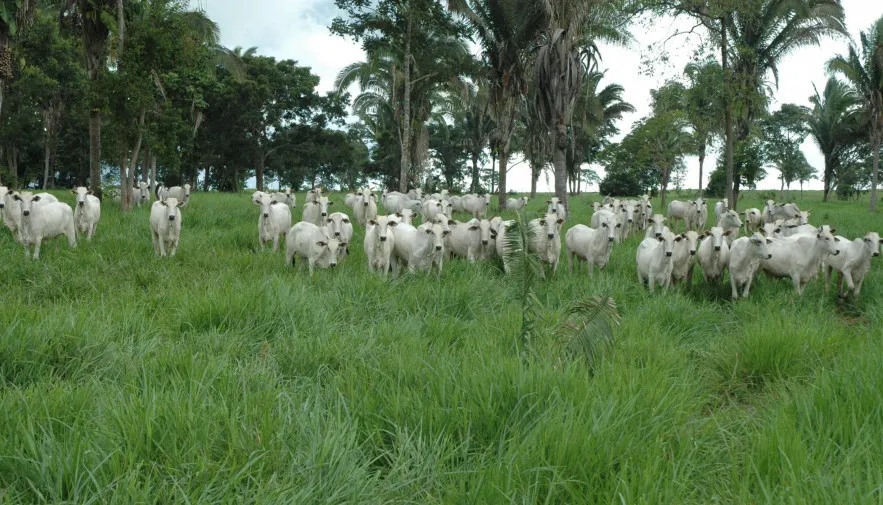 Rota da Pecuária ocorre na próxima semana, de 24 a 28 de junho.