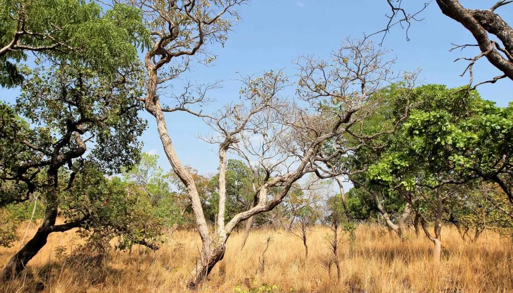 Tocantins também registrou redução de outros 7,79% no bioma Amazônia, em junho de 2024, comparado ao ano passado.