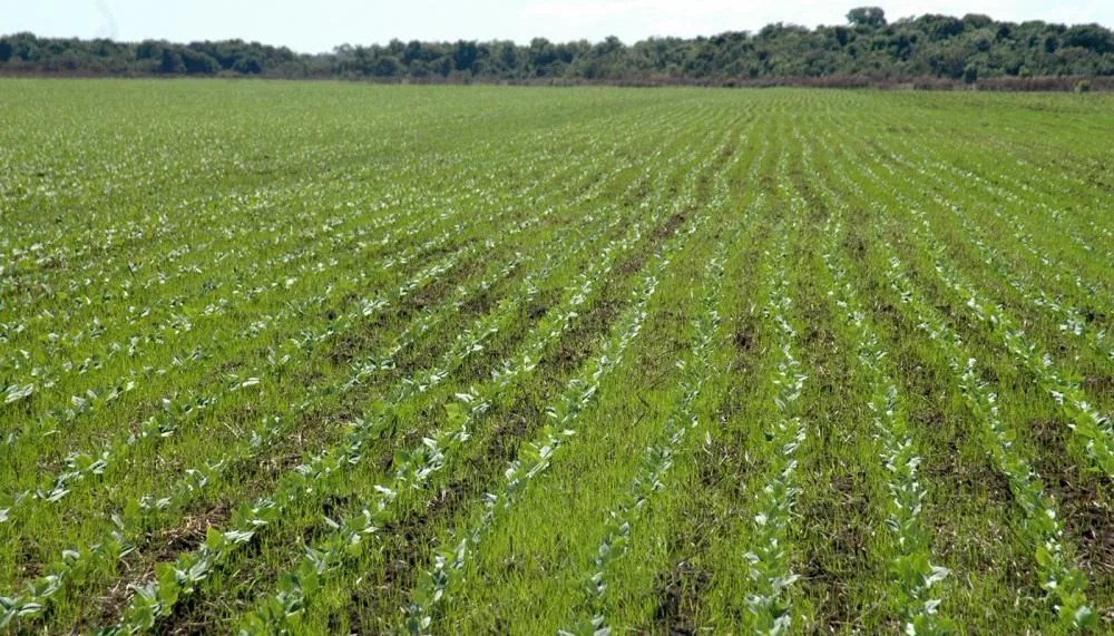 Conversão de pastagens em áreas agrícolas de alta produtividade é um dos principais impulsionadores dessa valorização no Tocantins