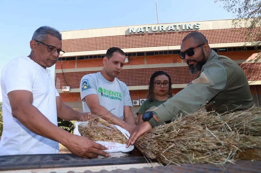 Naturatins apreende mais de 8 kg de capim-dourado coletado de forma ilegal.