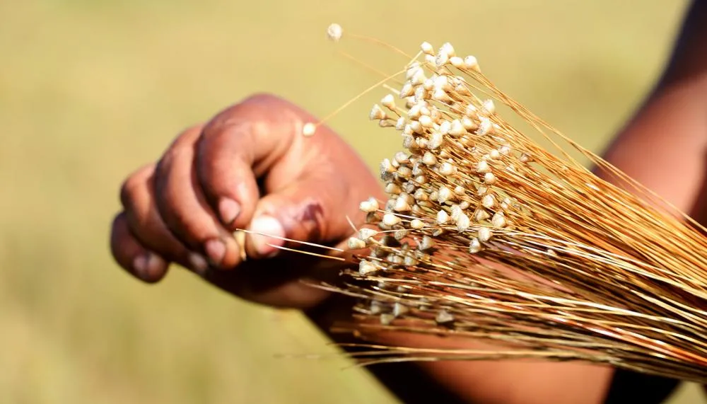 A licença para coleta e transporte do capim-dourado e do buriti tem validade de cinco anos, mas precisa ser renovada anualmente.