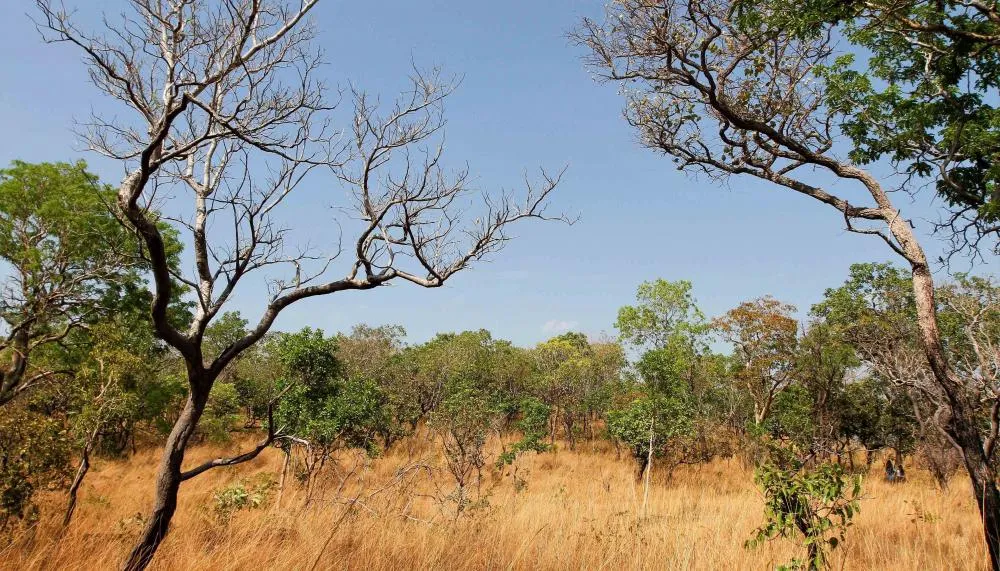 Queda registrada no desmatamento no Bioma Cerrado se deve ao esforço conjunto do Governo do Tocantins, que tem atuado em várias frentes