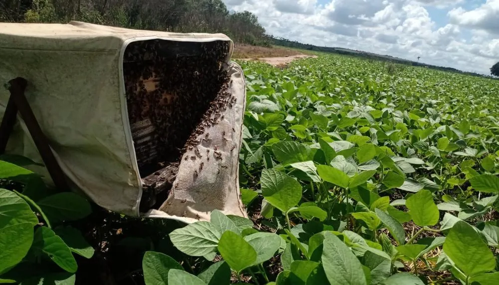 Nova lei estabelece diretrizes inovadoras, como a proteção e conservação das abelhas e de outros polinizadores nativos, essenciais para o equilíbrio ambiental e a agricultura sustentável.