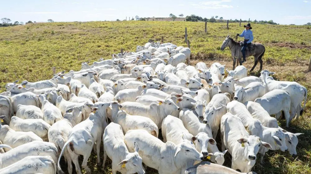 Tocantins se consolida como o 10º maior rebanho do país e o 3º da região Norte 