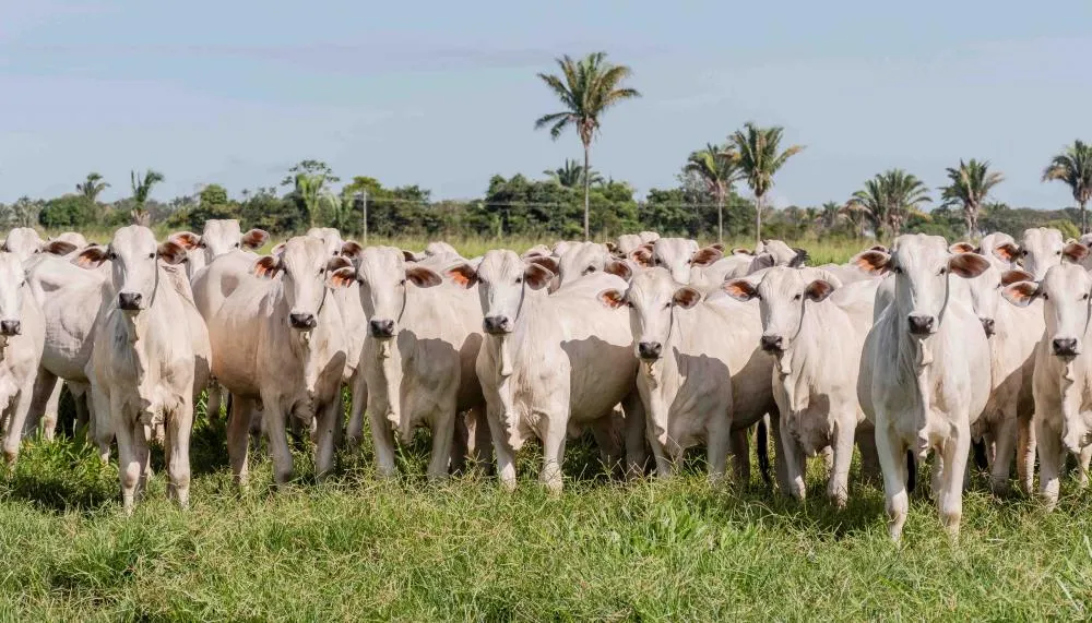 Tocantins possui mais de 12 milhões de animais.