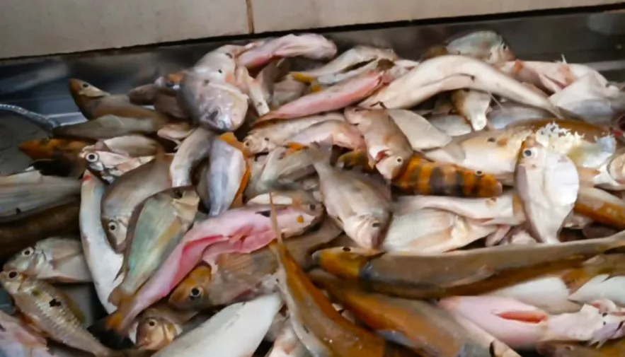 Comerciantes têm até quinta-feira, 31, para fazer a Declaração de Estoque de Pescado