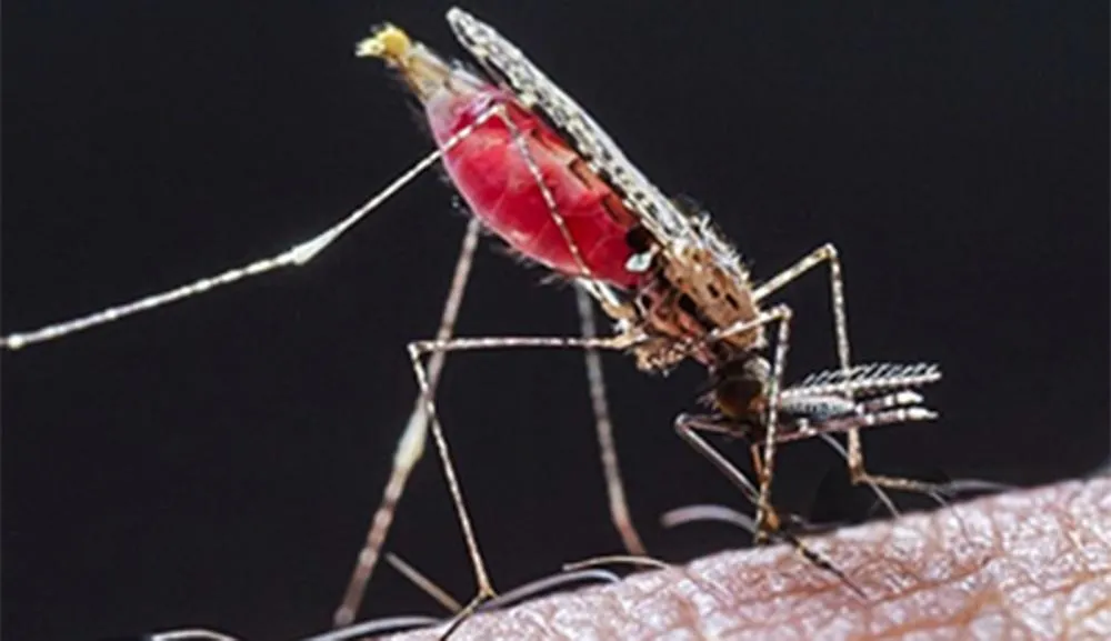 Fêmea do mosquito Anopheles é a transmissora da doença febril aguda e pode levar a morte.