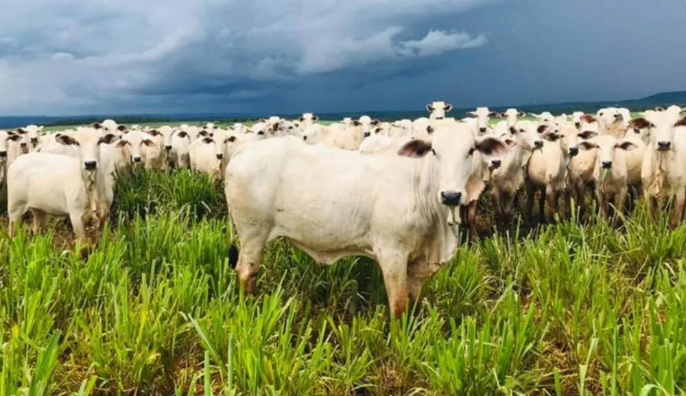Pecuária de corte é uma das atividades econômicas em crescimento do Tocantins.