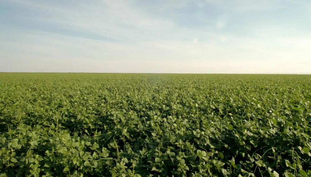 Produção agrícola tende a crescer nas próximas safras no Tocantins.