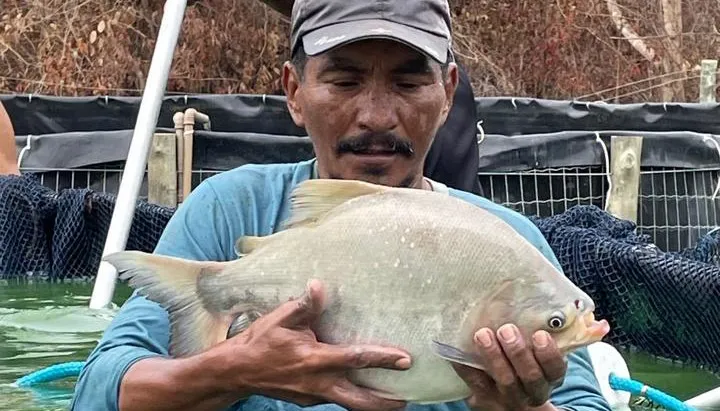 Captura de peixes produzidos na Aldeia Takaywara em tanque de bagfish