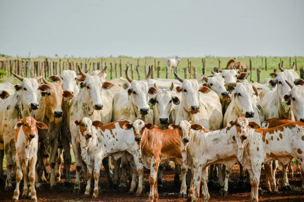 Todos os animais das propriedades deverão ser declarados.