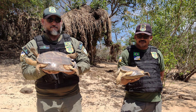 Na região do Cantão, a fiscalização apreendeu redes e insumos de pesca e conseguiram salvar duas tartarugas que já estavam em sacos - 