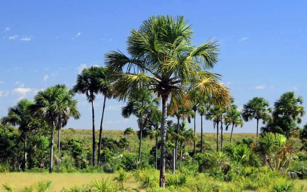 13° Boletim Climático e Riscos de Incêndio do Tocantins traz a redução de 52% de focos de fogo comparado à semana anterior.