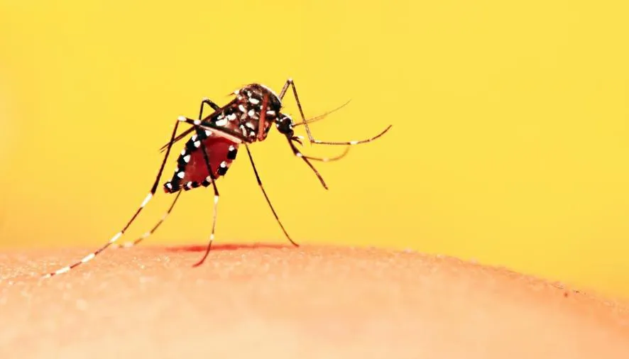 Objetivo da ação é sensibilizar a população para a necessidade de combater o Aedes aegypti.