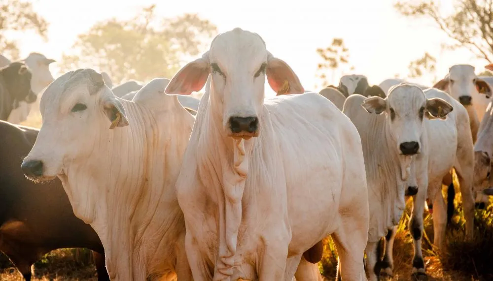 Tocantins conquistou o reconhecimento nacional livre da febre aftosa sem vacinação, com um rebanho de mais de 11,5 milhões de animais e é primeiro lugar no ranking nacional em cobertura vacinal contra a brucelose.