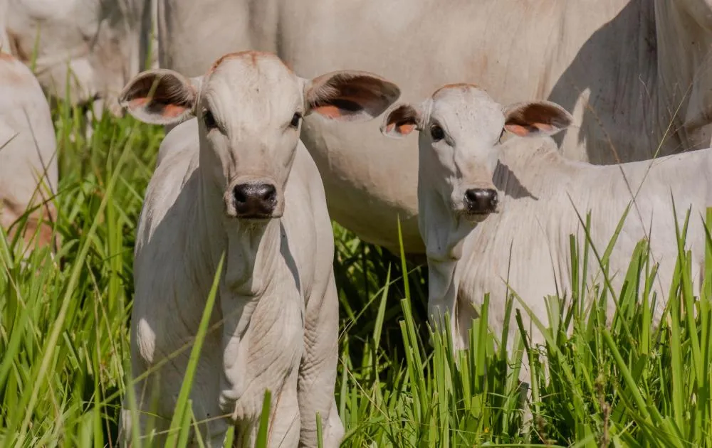 Produtores rurais precisam declarar a vacinação na Adapec em até 10 dias após a vacinação dos animais.