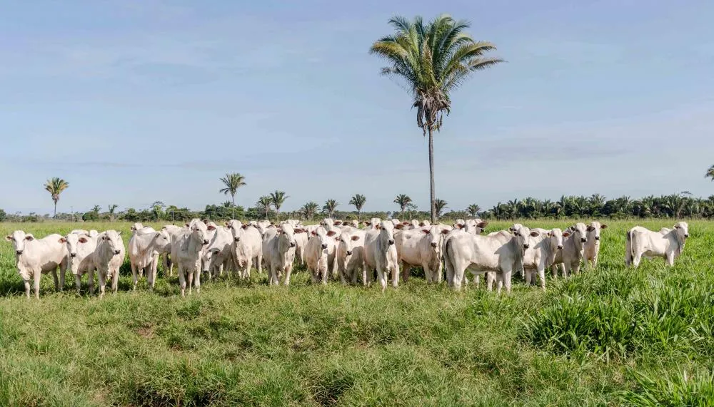 Um total de 58.215 propriedades com rebanho realizaram a declaração.