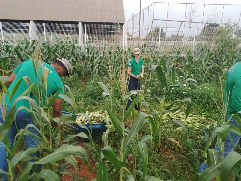 Projeto Germinar colhe milho produzido na ETI Eurídice Ferreira de Mello.