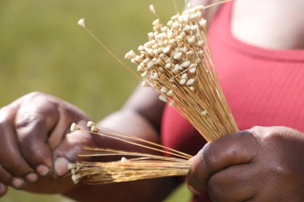 Artesanato com o capim-dourado se tornou fonte de renda para famílias no Tocantins.
