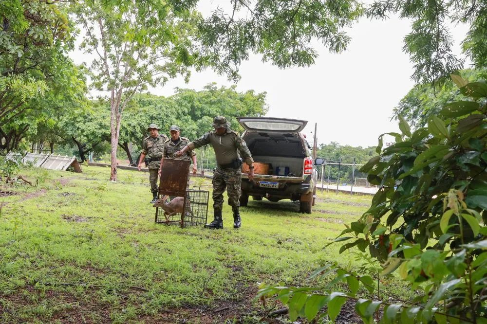 Guardas Metropolitanos da Divisão Ambiental durante soltura do animal no Parque Cesamar.